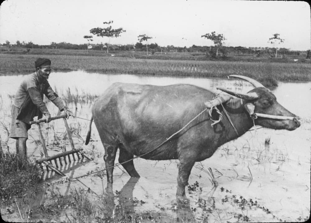 Harrowing rice paddies with water buffalo in Tonkin